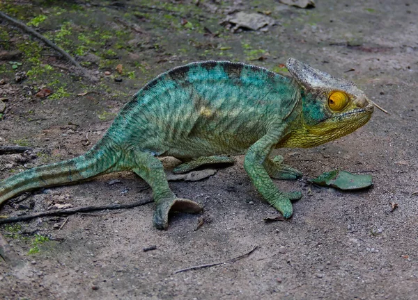 Portret Parson's kameleon aka Calumma parsonii w Andasibe-Mantadia Park Narodowy, Madagaskar — Zdjęcie stockowe