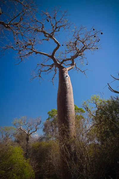 Paysage avec Adansonia rubrostipa aka fony baobab tree dans la réserve de Reniala, Toliara, Madagascar — Photo