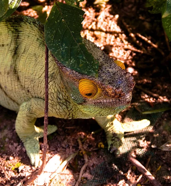 Andasibe-Mantadia Milli Parkı, Madagaskar Parson's chameleon aka Calumma parsonii portresi — Stok fotoğraf