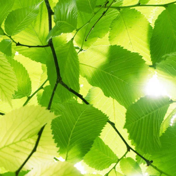 Текстура Листьев Зеленого Дерева Ярко Зеленый Солнечном Свете Ветви Графической — стоковое фото