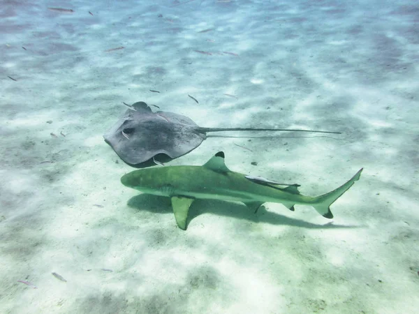 Gato Tiburón Nadan Juntos Disparos Submarinos Los Trópicos Primer Plano —  Fotos de Stock