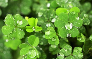 Arka plan damla ile parlak yeşil yaprak yüzeyi. Alan bitkiler ile kapak.