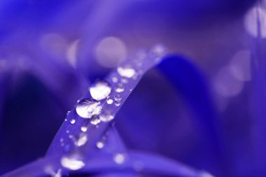 Çiğ damlaları ile yapraklarda bir arka plan bulanık, gerçeküstü