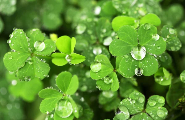 Arka plan damla ile parlak yeşil yaprak yüzeyi. Alan bitkiler ile kapak.