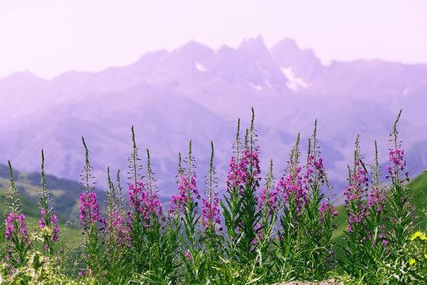 Sauce Que Florece Sobre Fondo Cordillera Montañosa Inflorescencias Rosadas Los — Foto de Stock