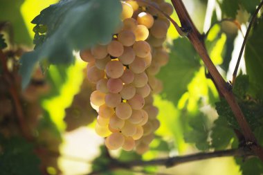 Beyaz üzüm asma yakın çekim sayesinde güneş Parlatıcı. Arka plan bulanık