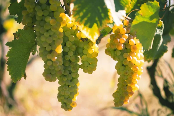 White Grapes Vine Close Shine Sun Blurred Background — Stock Photo, Image