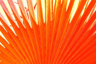 Parlak güneş ışığı altında bir palmiye ağacının yaprakları. Gerçeküstü arka plan