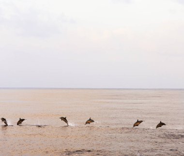 Yunuslar günbatımında tropikal deniz avı. Pembe gökyüzü sakin bir okyanusta yansıtıyordu. Su üstünde hayvan cesetleri ışıltılı ıslak