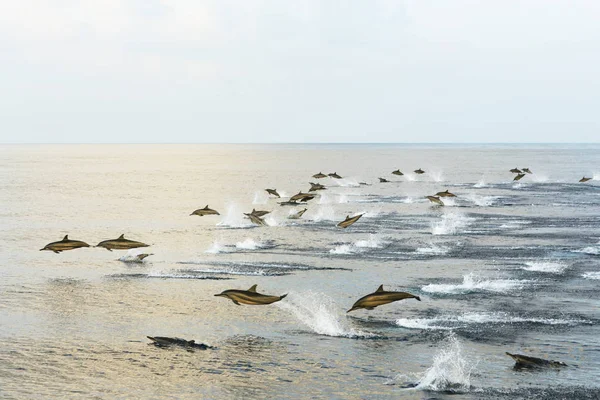 Los Delfines Cazan Atardecer Mar Tropical Cielo Rosado Reflejado Océano —  Fotos de Stock