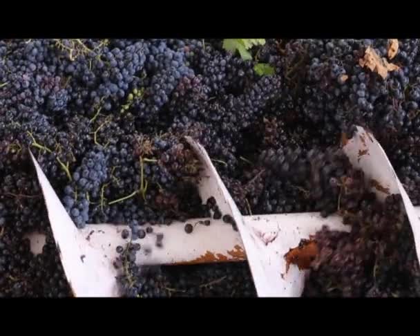 Grape Harvest Crushes Make Wine Screw Mechanism Winery — Stock Video