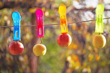 Çok renkli elma büyük clothespins bir meyve bahçesinde odak arka planı üzerinde asılı