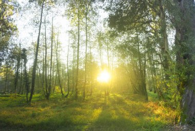 Güneş ışınları yaz ormandaki orman ağaçları ile. Güzel doğal görünümü. Orman ortamındaki gündoğumu veya günbatımı