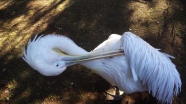 Beyaz bir pelikan Park onun gaga tüyleriyle temizler. Büyük kuşu fotoğrafçı kızgın ve onun gaga ile camru ısırıkları.
