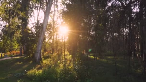 Закат Осеннем Лесу Солнечные Лучи Светят Сквозь Стволы Деревьев — стоковое видео