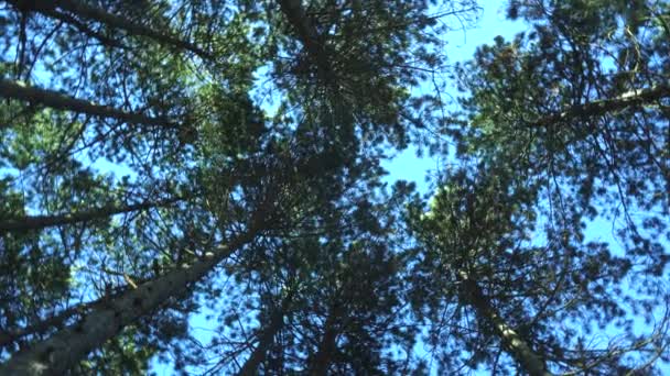 Topos Dos Pinheiros Sol Céu Azul Dia Claro — Vídeo de Stock