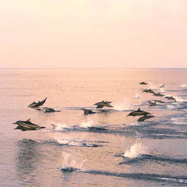 Dolphins flying above the sea — Stock Photo, Image