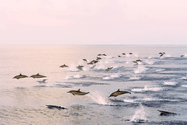 A flock of dolphins in the tropical sea — Stock Photo, Image