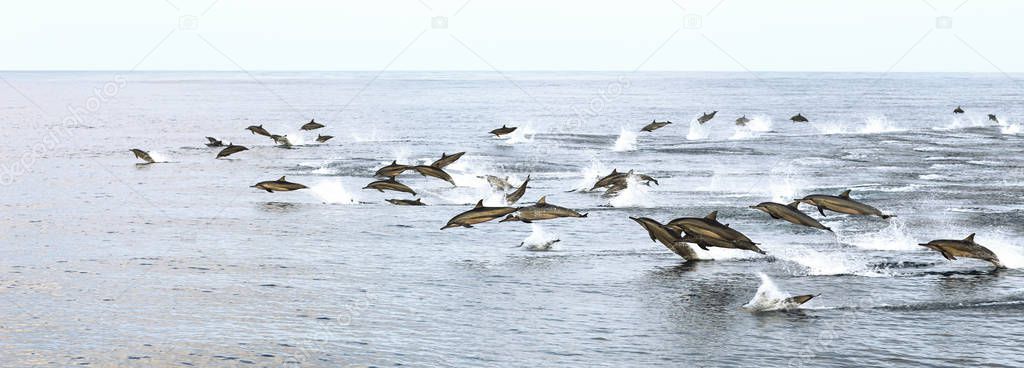 A flock of dolphins in the tropical sea