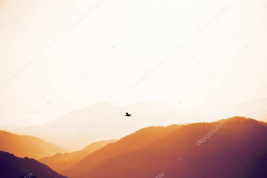 Eagle soaring above the peaks of the Caucasus Mountains in the r