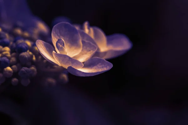 Flower hydrangea toned on a dark background