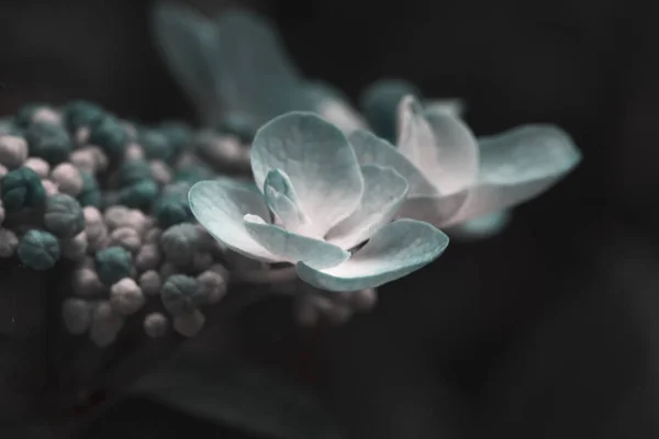 Hortênsia flor tonificada em um fundo escuro — Fotografia de Stock