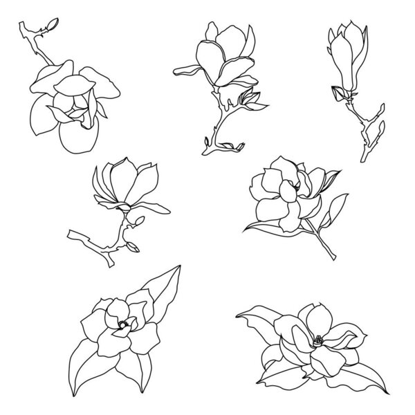 Set of contour drawings of magnolia flowers on a white backgroun