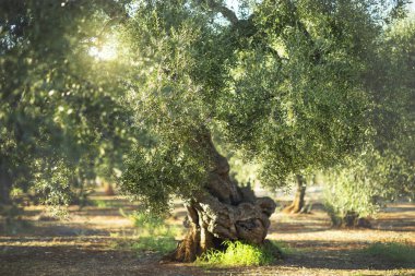 Gün ışığında yaşlı zeytin ağacı. Arkaplan bulanık.