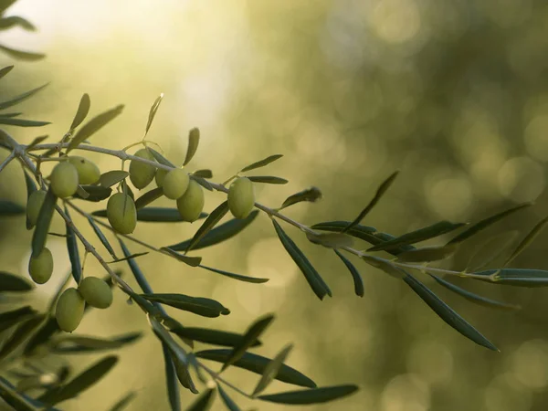 Спелые оливки на ветке дерева. Крупный план . — стоковое фото