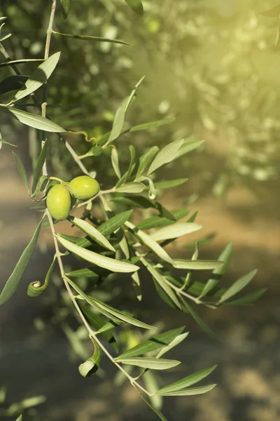 Azeitonas maduras num ramo de árvore. Close-up . — Fotografia de Stock