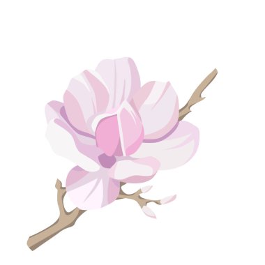 Beyaz arka planda izole edilmiş manolya ağacı çiçeği. Kontur silho