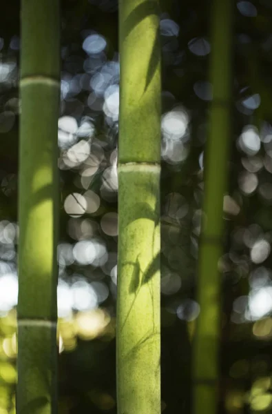 Bambus park, detail. — Stock fotografie