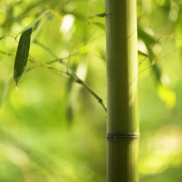 Bambu park, yakın çekim.