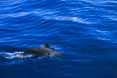 Yunus, tropikal denizin açık mavi sularında yüzer. Deniz yolculuğunda güzel bir hava