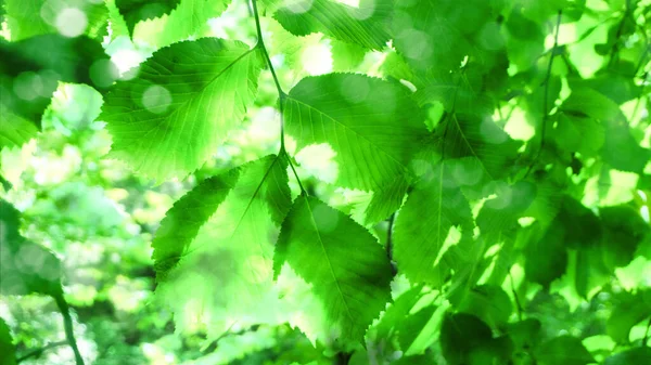 Fondo Salpicadura Cubierta Verde Brillante Exuberante Follaje Del Árbol Con —  Fotos de Stock