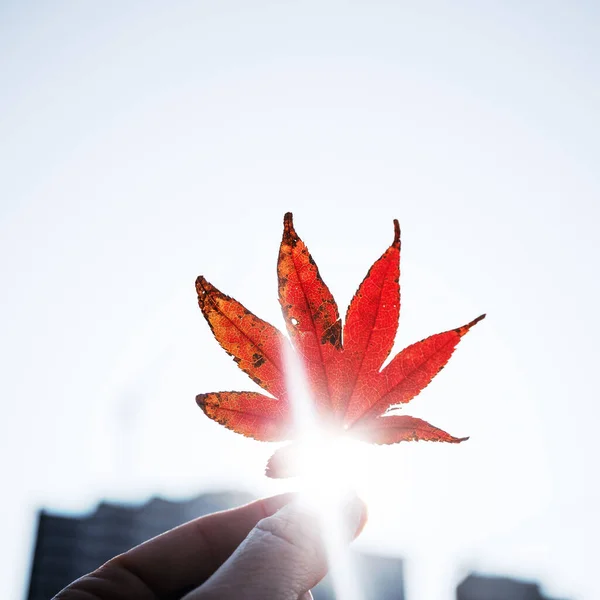 Sunlight shining through red maple leaf in hand on blurred background with city buildings