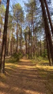 Uzun çam ağaçları arasında uzanan sakin bir orman yolu altın güneş ışığına yakalanır. Uzun gölgeler yere düşer, huzurlu bir atmosfer yaratır, sanki izleyicileri çölün derinliklerine doğru yürümeye davet eder gibi..