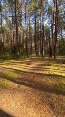 Uzun çam ağaçlarıyla aydınlık orman yolu altın ışıkta uzun gölgeler bırakıyor.