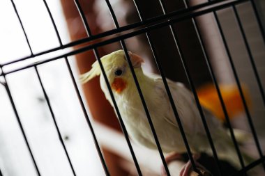 Güzel kapalı atış ve sevimli sarı petsupplies papağan kafes içinde kapatın