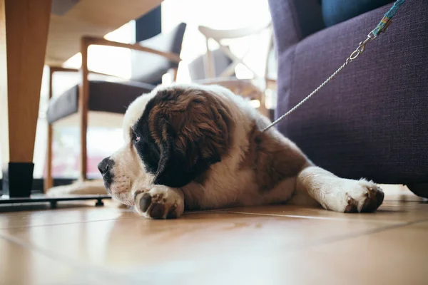 Güzel Köpek Saint Bernard Yalan Şehir Evde Beslenen Hayvan Dostu — Stok fotoğraf