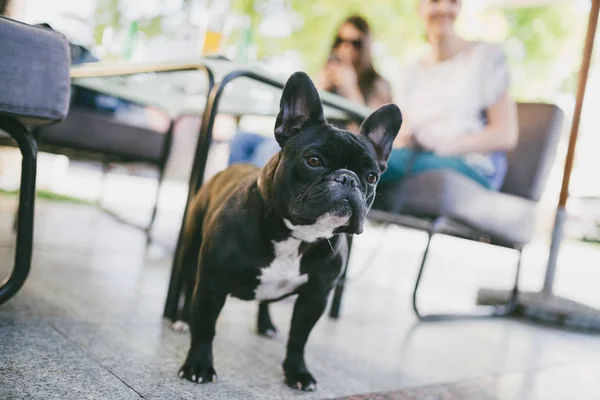 Beautiful Adorable French Bulldog Standing Cafe Bar Looking Side While — Stock Photo, Image