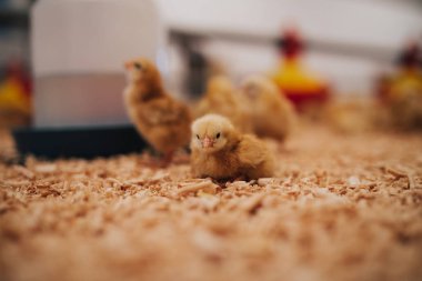 Little yellow chicks in chicken farm. Selective focus. Short depth of field. Low light. clipart