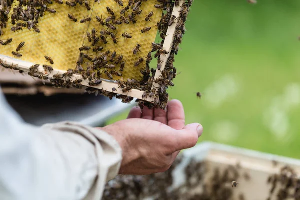 Κοντινό Πλάνο Του Ανθρώπου Κρατώντας Πλαίσιο Κερί Μέλισσας Επιλεκτική Εστίαση — Φωτογραφία Αρχείου