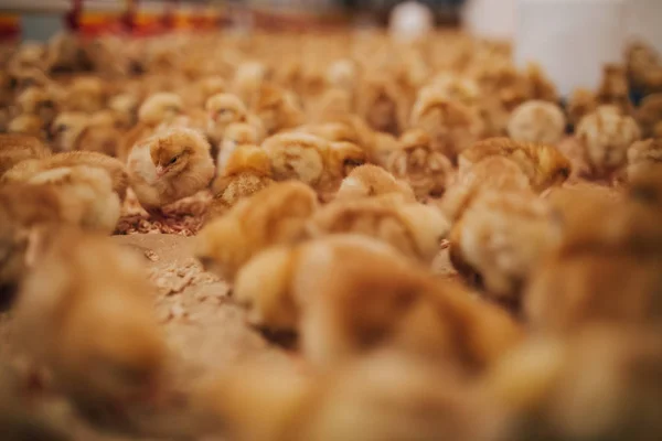 Kleine Gelbe Küken Hühnerfarm Selektiver Fokus Kurze Schärfentiefe Wenig Licht — Stockfoto