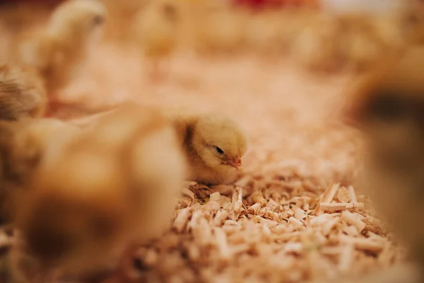 Malá Žlutá Kuřata Slepičí Farmě Selektivní Fokus Krátké Hloubka Ostrosti — Stock fotografie