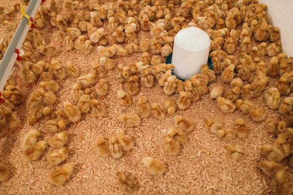 Little Yellow Chicks Chicken Farm Selective Focus Short Depth Field — Stock Photo, Image