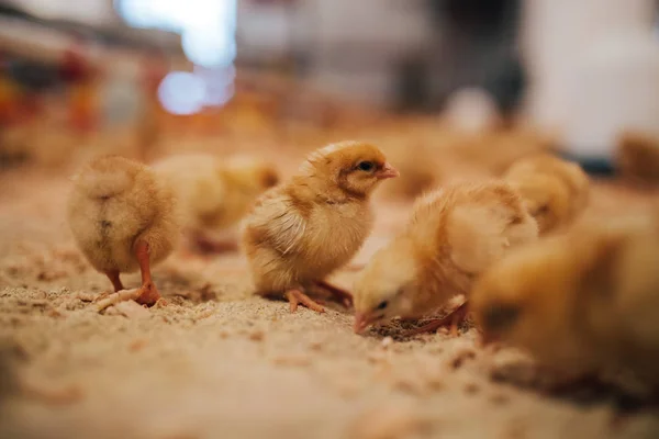 Pollitos Amarillos Granja Pollos Enfoque Selectivo Profundidad Campo Corta Baja — Foto de Stock