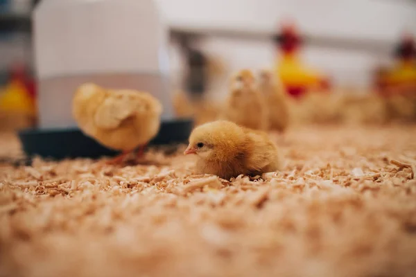 Pollitos Amarillos Granja Pollos Enfoque Selectivo Profundidad Campo Corta Baja —  Fotos de Stock