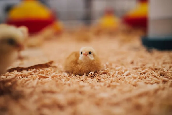 Tavuk Çiftliği Küçük Sarı Civciv Seçici Odak Kısa Derinlik Tarla — Stok fotoğraf