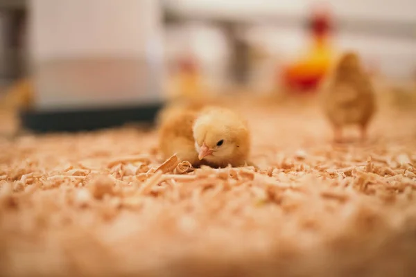 Tavuk Çiftliği Küçük Sarı Civciv Seçici Odak Kısa Derinlik Tarla — Stok fotoğraf